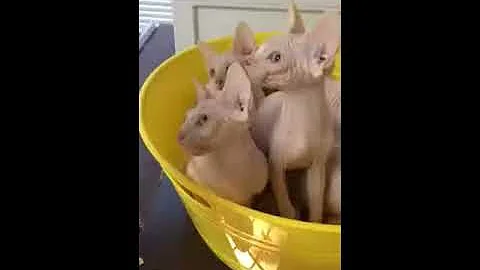 Video 1202221: hairless sphynx kitten plays, adorable hairless sphynx, sphynx cattery, amazing sphynx, kittens litter