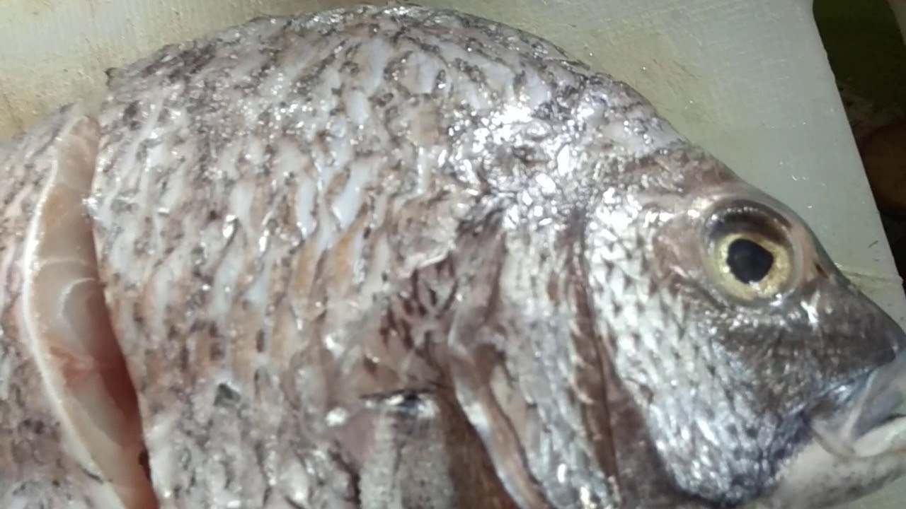 Kuku Shellfish Ikan kuku 3 rasa - YouTube