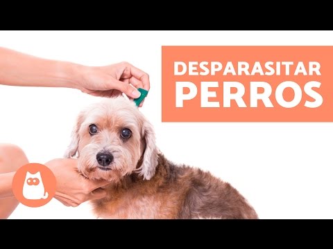Video: Cómo funcionan los perros desparasitantes