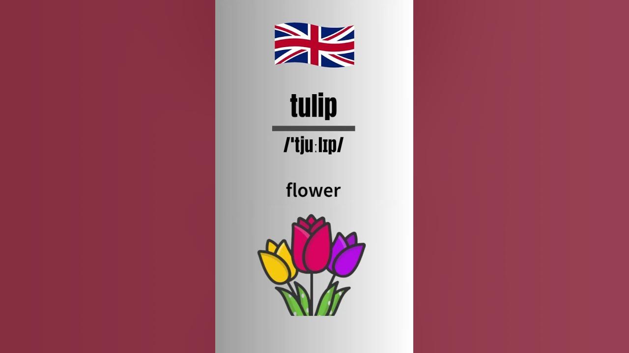 how-to-pronounce-tulip-in-english-british-accent-britishpronounciation