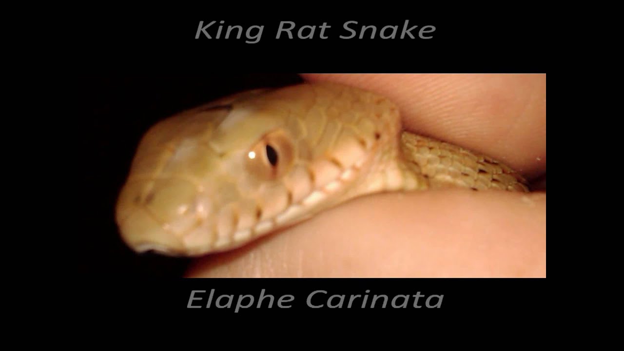 Arrival Of King Rat Snake (Elaphe Carinata) - Youtube