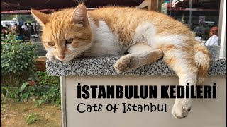 İstanbul'un Kedileri | Cats Of İstanbul | 43 Kedi | 43 Cats