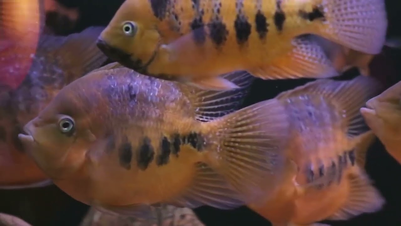 Discover Burundi  Nature's Hidden Gems !