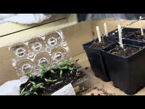 Watering seedlings the easy way!