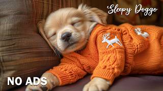 12 Hours Of Dog Calming Music 🐶🌸 Healing Dog Sleep Music💖Relaxation for Dogs 🎶 No Ads