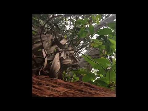 Aiea Loop WWII