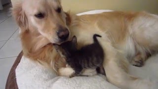 Super Cute Foster Kitten Snuggling & Licked Clean By Big Den Retriever Dog Kitten 3 Weeks Old