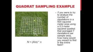 Quadrat sampling and population dispersion