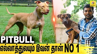 PITBULLனு சொல்லி எப்படி எல்லாம் ஏமாத்துறாங்க : ALL About Dogs Episode 13 | American Pitbull Terrier