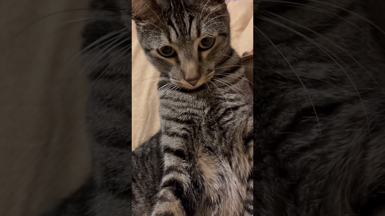 Adorable cat sitting up with two paws 