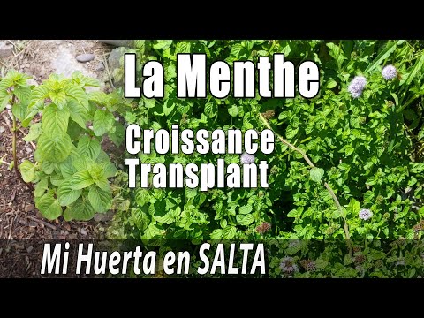 Vidéo: Un Régal à La Menthe. Croissance