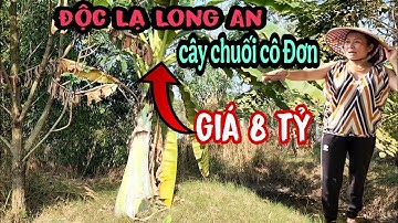 Độc Lạ Bình Dương Cây Chuối Cô Đơn Giá 8 Tỷ Long An Ngay Lúc Này