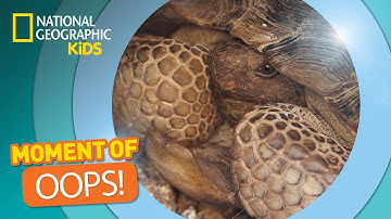 Tortoise Steps on a Rattlesnake | The Secret Life of Animals