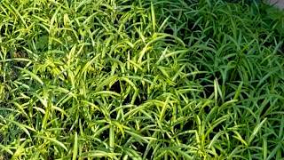 Apply fertilizer and water the grass to help it grow #ep 13