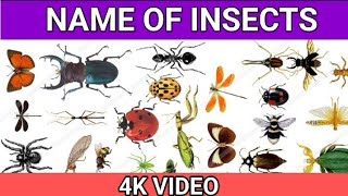 Insect Name in English with 4K video | name of insect | Insect Name