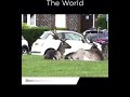 Lockdown surprises  animals freely roaming the cities around the world  compilation