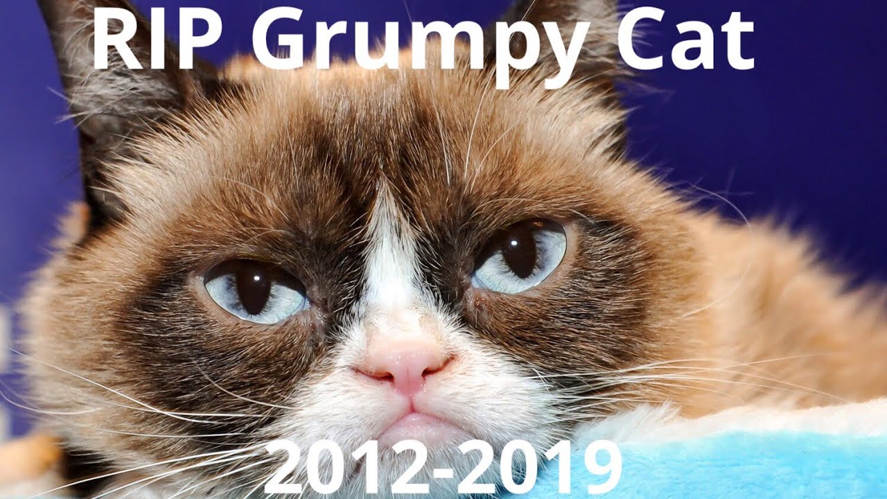 RIP Grumpy Cat - YouTube