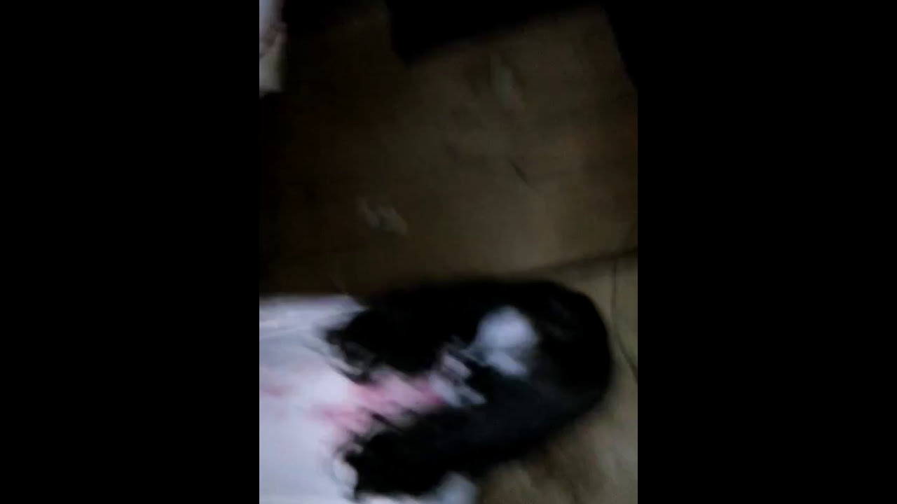 810+ Hantu Anak Rumah Prapanca Trailer Gratis Terbaik