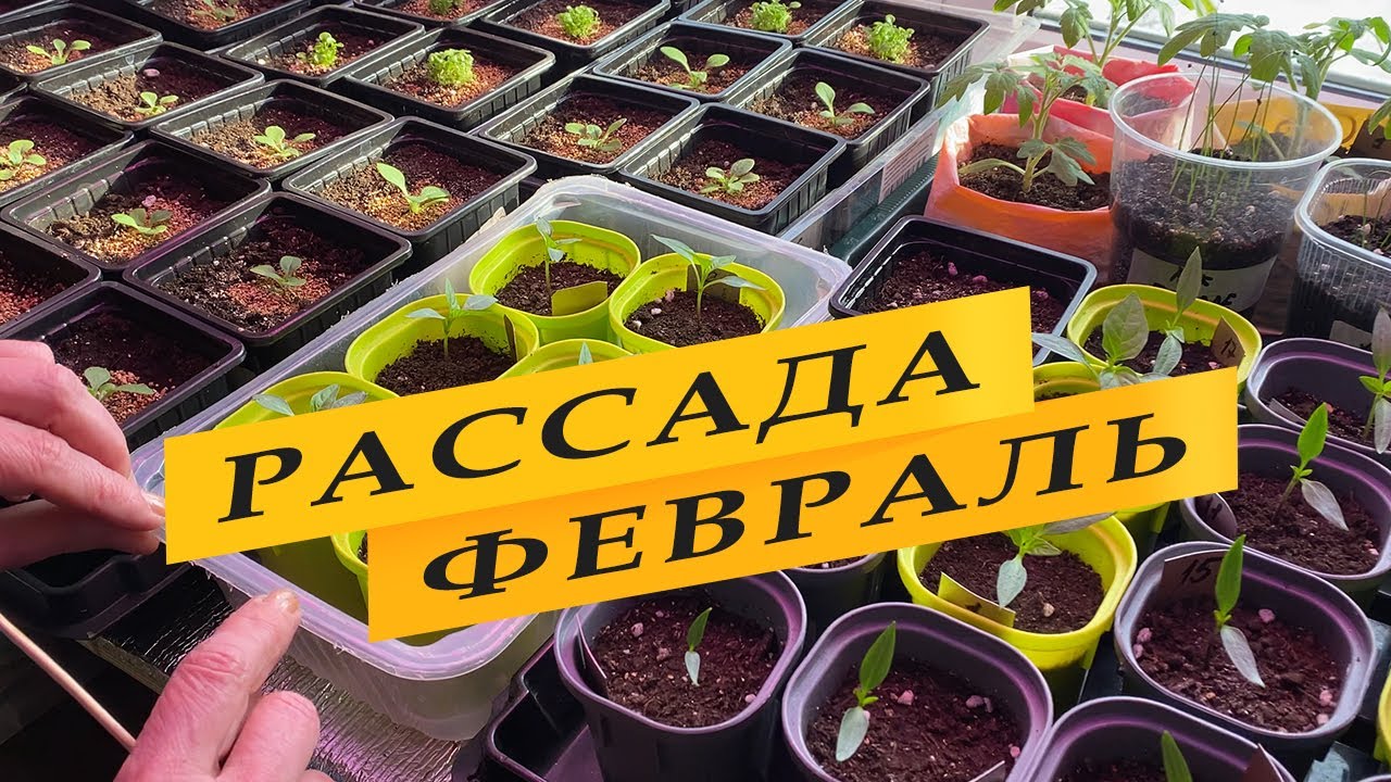 Что посеять на рассаду в феврале
