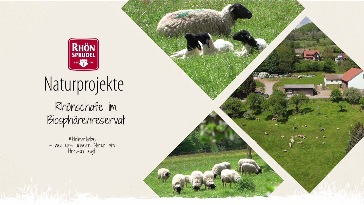 RhönSprudel Naturprojekte - Projekt Rhönschaf