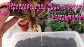 видео: Переукоренение фиалок летом. Результаты картинка: Переукоренение фиалок летом. Результаты