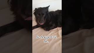 La Faccia Tua Mai...