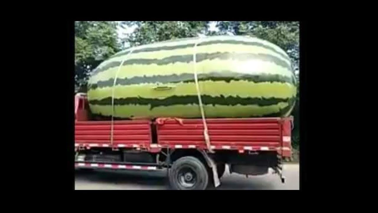 World Biggest WaterMelon YouTube