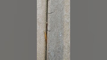 Disintegrating composite Trex Decking. Claim denial.