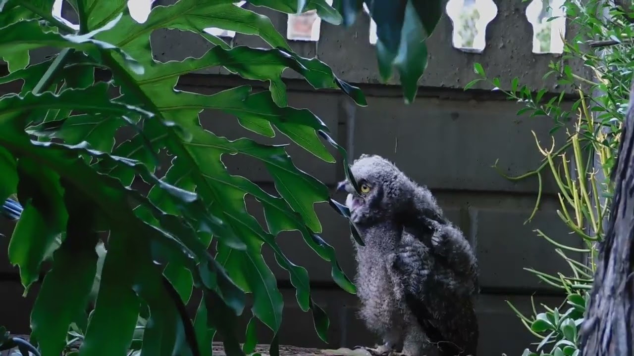 “Learning to Focus – Tracking Every Movement”