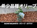 オリーブ苗木の植え替え。ホームセンターで買った希少品種カラマタ接木を庭に地植えします。