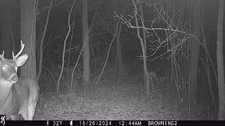 Little 6 pointer loses a staring contest with trail cam