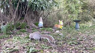 Birds Singing, Squirrels Eating, TV for Cats and Wildlife Enthusiasts by FurLife 212 views 1 year ago 1 hour, 20 minutes