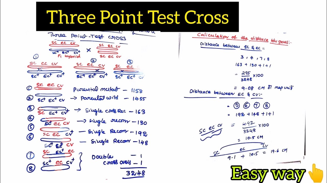 Three Point Test Cross l Genetic Maps l Competitive Botany l - YouTube