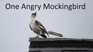 Angry MockingBird Attacks