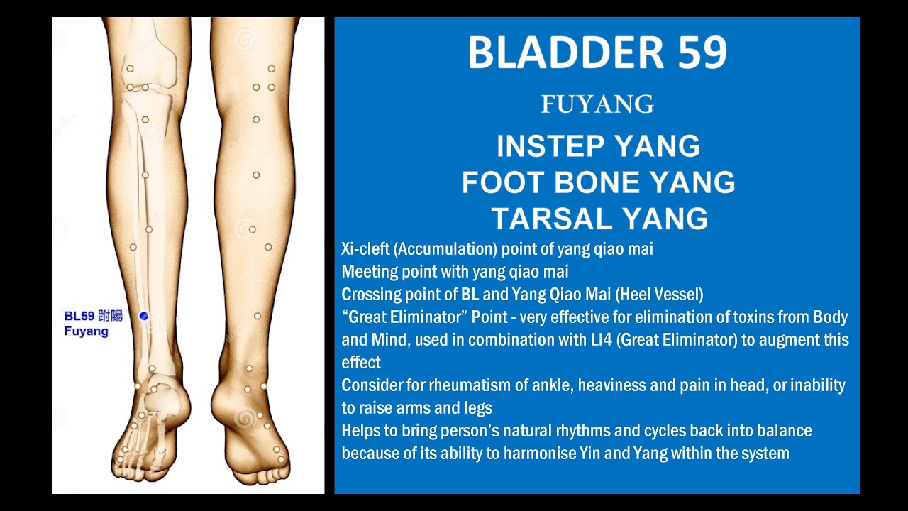 Anatomy Of The Lower Leg - Everything You Need To Know - Dr. Nabil Ebraheim  