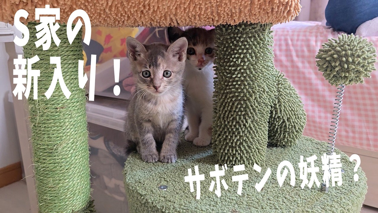 New additions to the S family] Incredibly cute sister cats