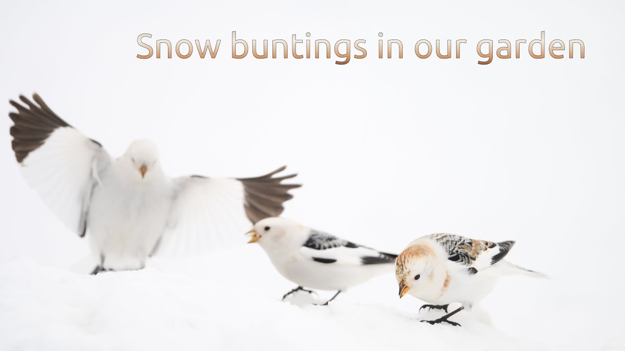 Snøspurv- Snow bunting- Plectrophenax nivalis