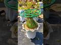 Growing Portulaca from Cuttings Easy Flower Hack #Portulaca #Mossrose