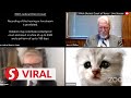 ‘Cat’ lawyer and Texas judge amuse netizens
