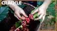 The History of Coffee: From Origins to Modern-Day ile ilgili video