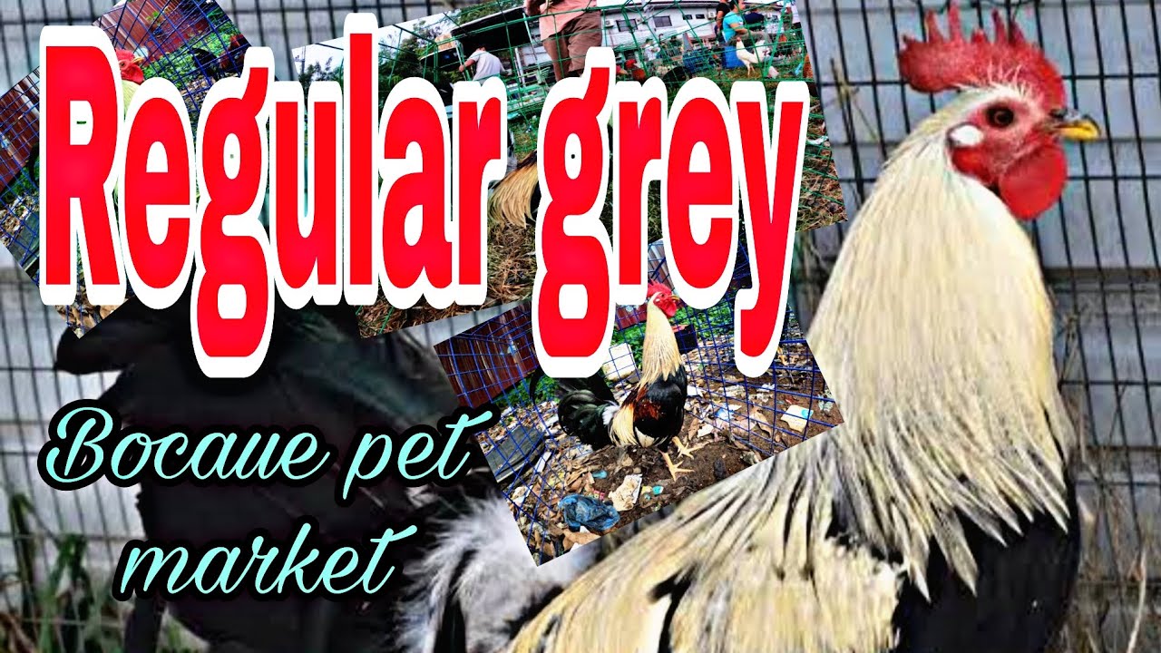 Regular grey,  Bocaue pet market .