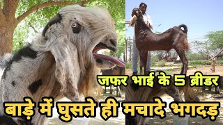 बाड़े में खलबली मचाने वाले ब्रीडर होते हैं बाड़े की जान  | chouhan goat farm | 5 best breeders