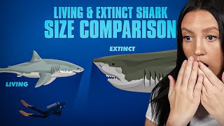 Reacting to SHARKS Size COMPARISON!! (Living AND Extinct Sharks!)