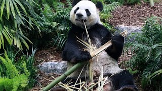 'They've adjusted beautifully', Pandas loving life at Calgary Zoo