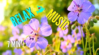 Calm Relaxation Music - Cello, Flute, Piano | Short Track
