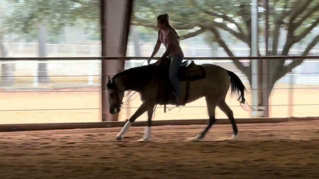 Shine Lightly - 2yo mare by Spooks Gotta Whiz 