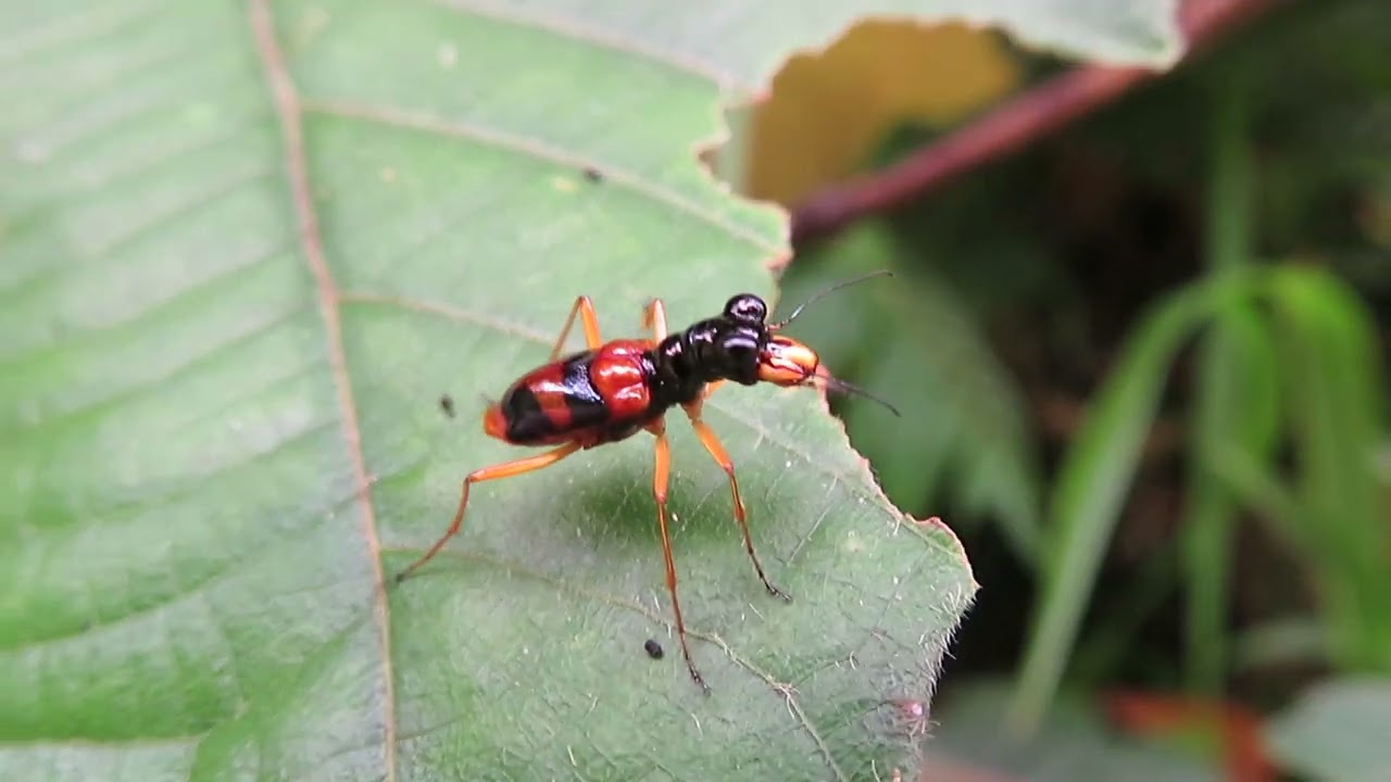Therates spec, Senator Ninoy Aquino, Mindanao, Philippines, 11 Aug 2023