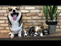Corgi puppies growing up from birth to 2 months