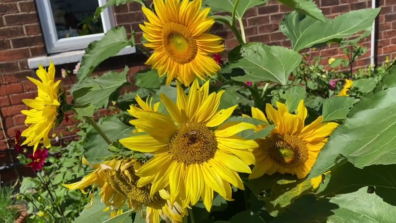 HOW TO CUT OLD HYDRANGEA FLOWERS//AMAZING SUNFLOWERS AND FLOWERS IN THE