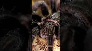 The Surprising Resilience of Tarantulas Life Without Food